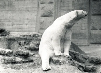 Eisbär sitzt, 1924